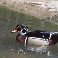 Wood Duck